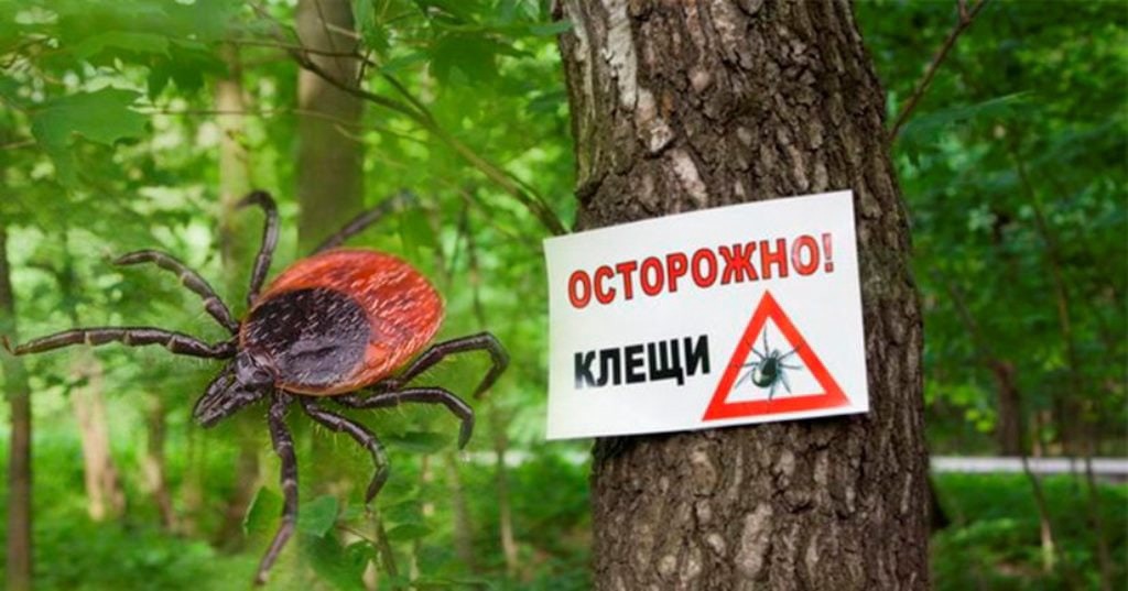 Роспотребнадзор предупреждает: начался сезон клещевой активности!