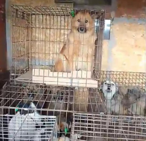 Отловленные ранее собаки вернулись в привычную среду обитания