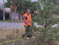 В рамках поручения главы района продолжаются работы по уходу за молодыми деревьями