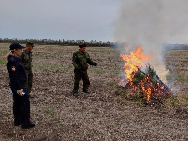 В Ейском районе ликвидирован очаг дикой конопли