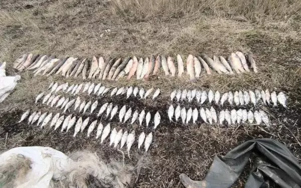 В Щербиновском районе браконьер незаконно выловил больше 140 рыб