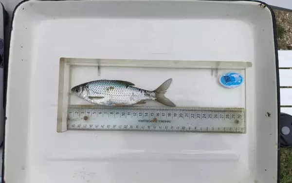 Учёные изучают нерест судака и тарани в лиманах Азовского моря