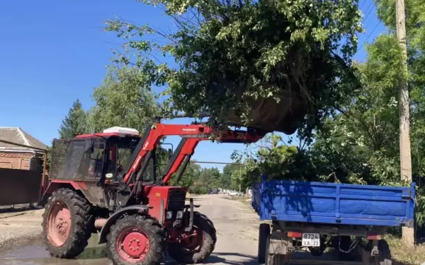 В станице Ясенской привели в порядок деревья вдоль нового тротуара