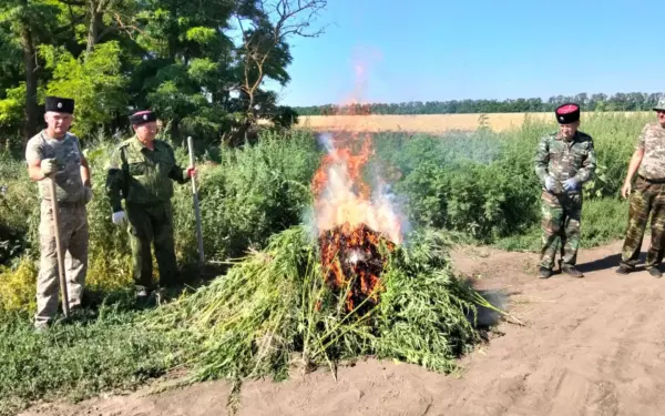 Более 3 тысяч кустов конопли уничтожили в Ейском районе
