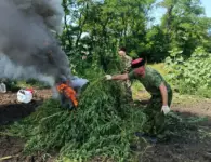 В Ейском районе ликвидирован крупный очаг дикорастущей конопли