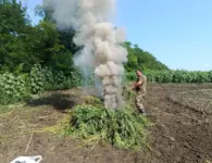 В Ейском районе ликвидирован крупный очаг дикорастущей конопли