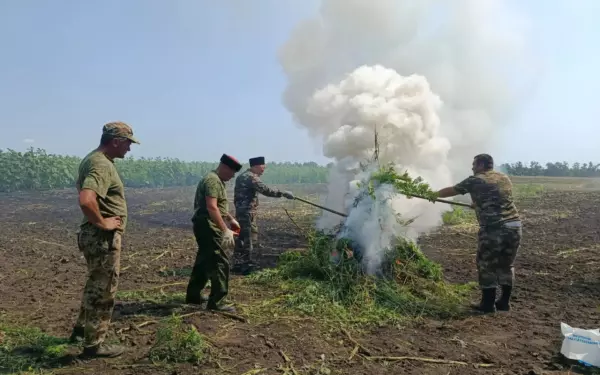 В Ейском районе ликвидирован крупный очаг дикорастущей конопли
