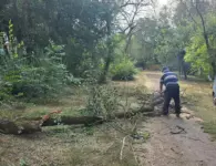 В парке имени Поддубного в Ейске устраняют последствия сильного ветра