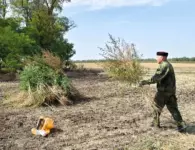 В ходе операции «МАК-2026» в Ейском районе уничтожили более 6 тысяч кустов дикорастущей конопли