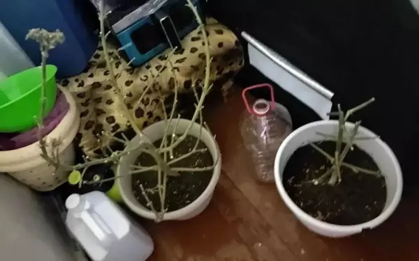 Ейчанина будут судить за изготовление и хранение марихуаны