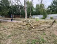 В парке Поддубного убирают аварийные сухие деревья