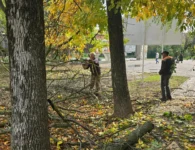 В парке Поддубного в Ейске продолжают удалять аварийные деревья на Станкозаводской аллее