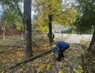 В парке Поддубного в Ейске продолжают удалять аварийные деревья на Станкозаводской аллее